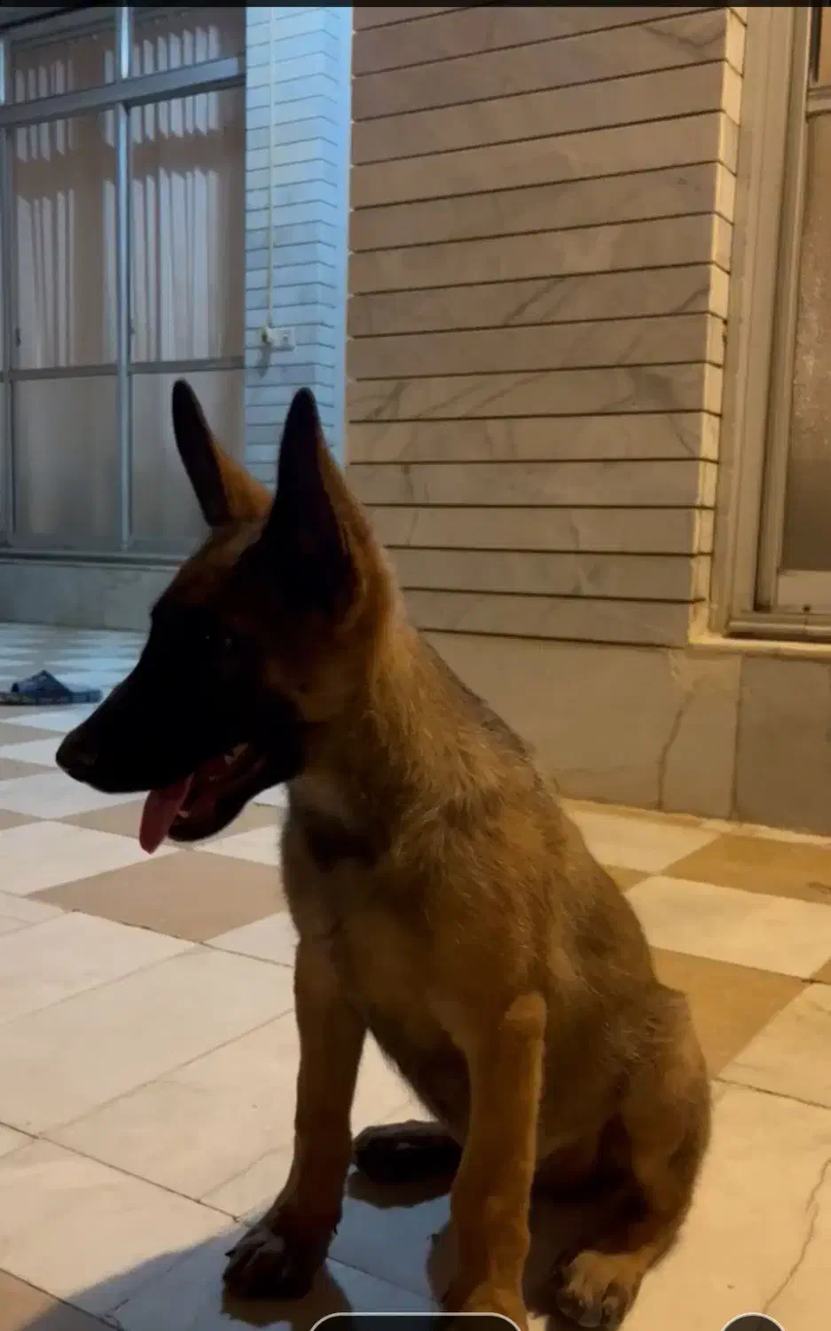 معاوضه با بره یا کهره هم قیمت|سگ|مرودشت, ژیان|دیوار