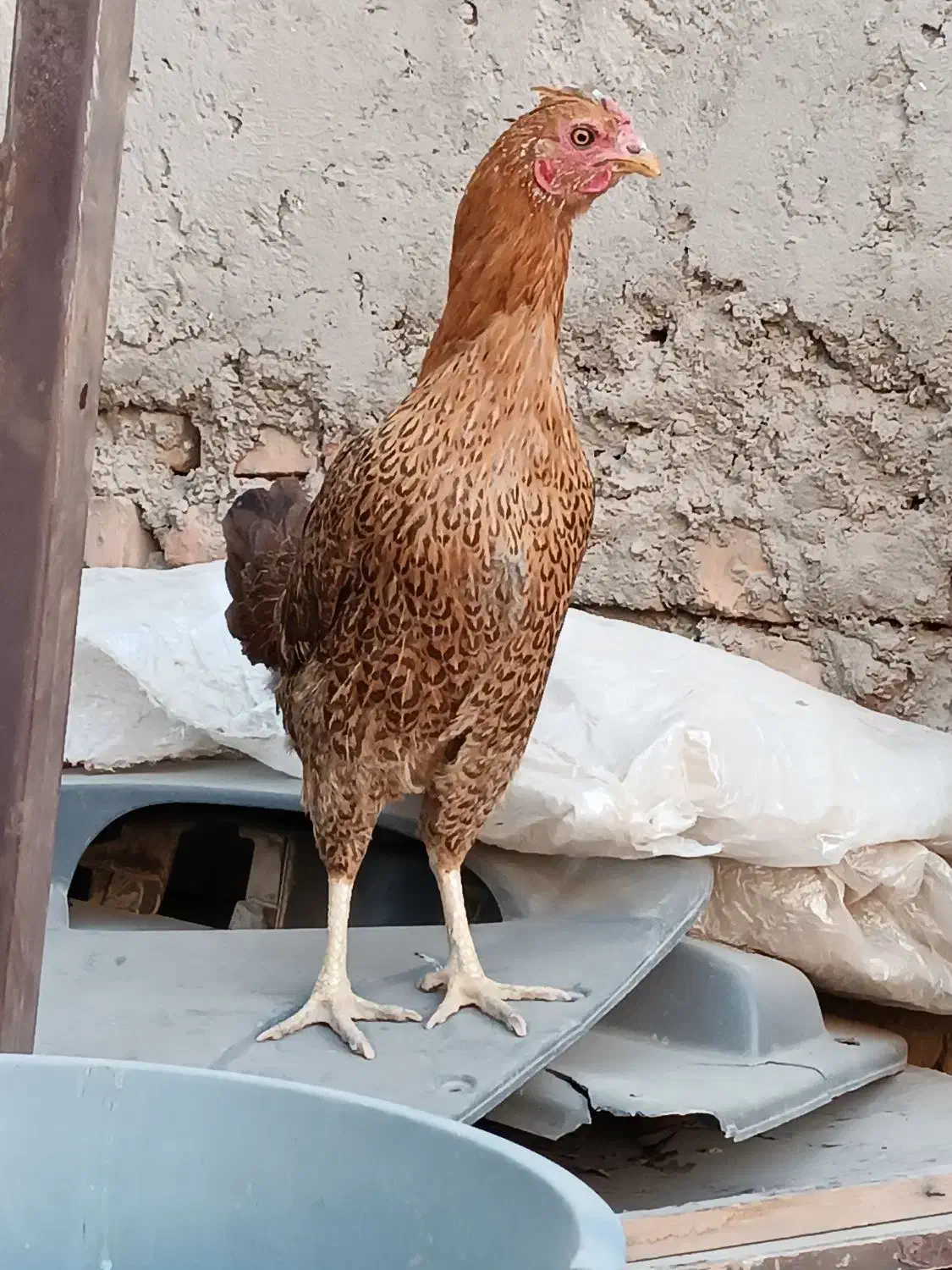 مرغ محلی|حیوانات مزرعه|خاش, |دیوار