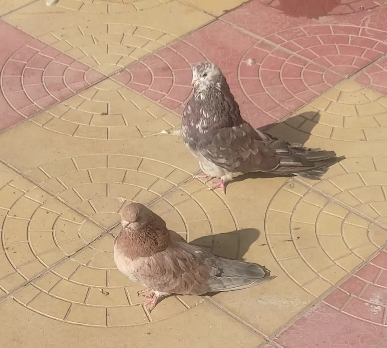 سرور|پرنده|اردبیل, |دیوار