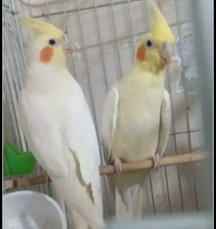 جفت عروس هلندی|پرنده|کلاچای, |دیوار