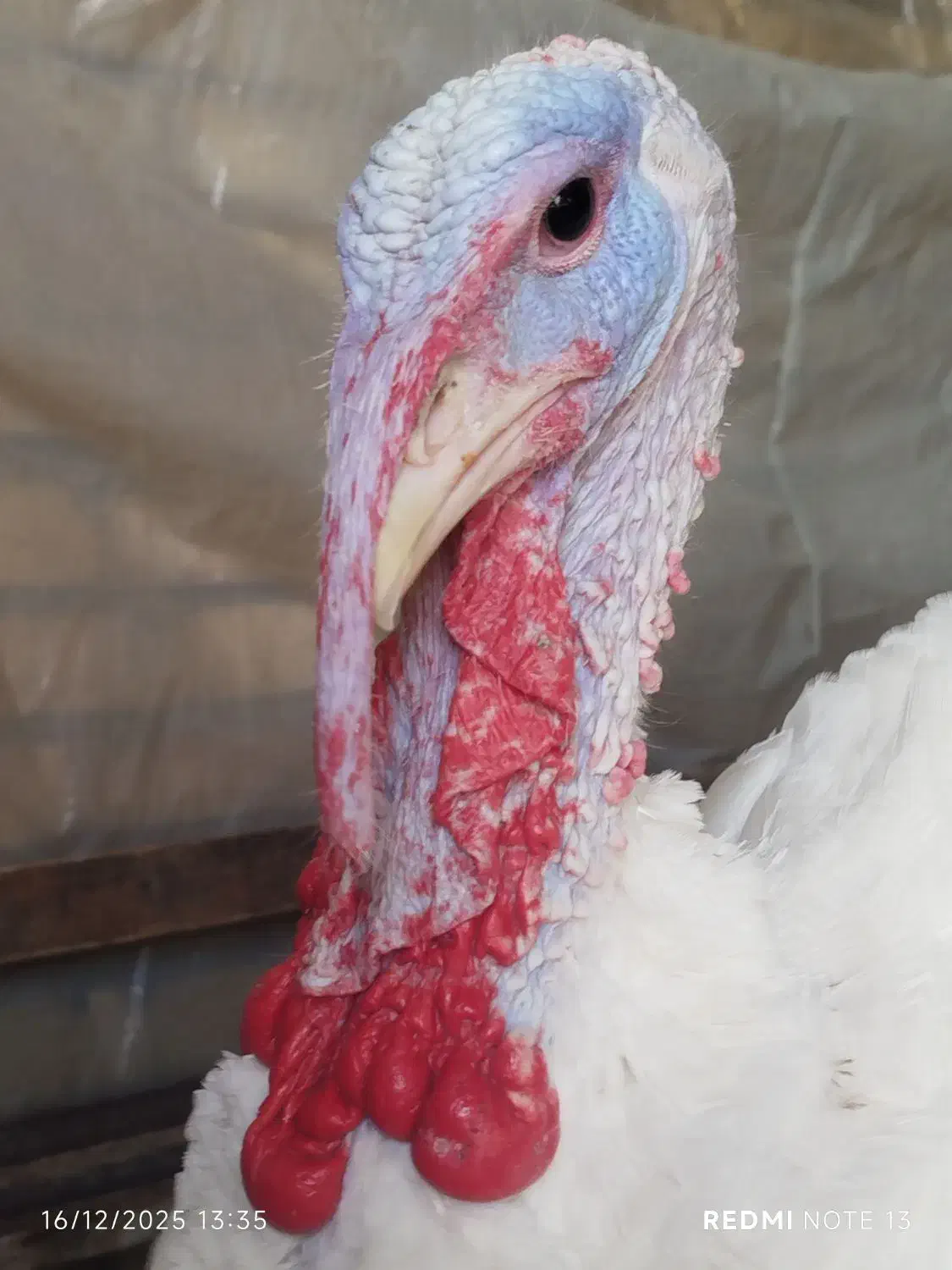 بوغلمون|حیوانات مزرعه|دشتابی, |دیوار