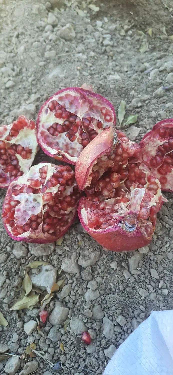 600کیلو انار عمده|خوردنی و آشامیدنی|شیراز, کوشک میدان|دیوار