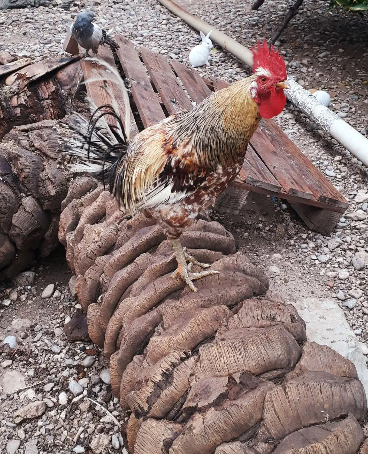 ۲ عدد خروس محلی کاملا سالم و جوان (باشت)|حیوانات مزرعه|باشت, |دیوار