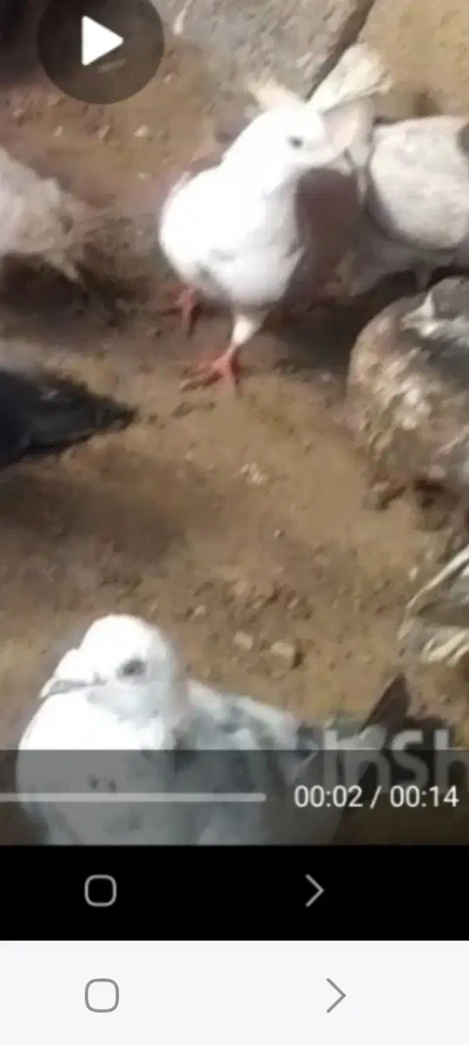 دوستان عزیز گم شده امروز|حیوانات|آق قلا, |دیوار