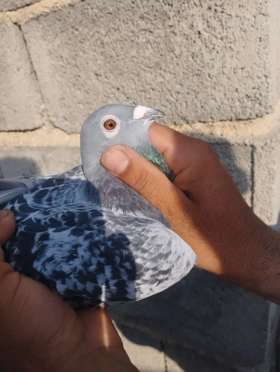 پلاکی گمشده|حیوانات|دورود, |دیوار