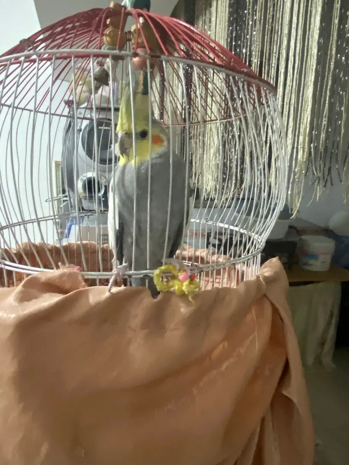 طوطی عروس|پرنده|فرح آباد, |دیوار