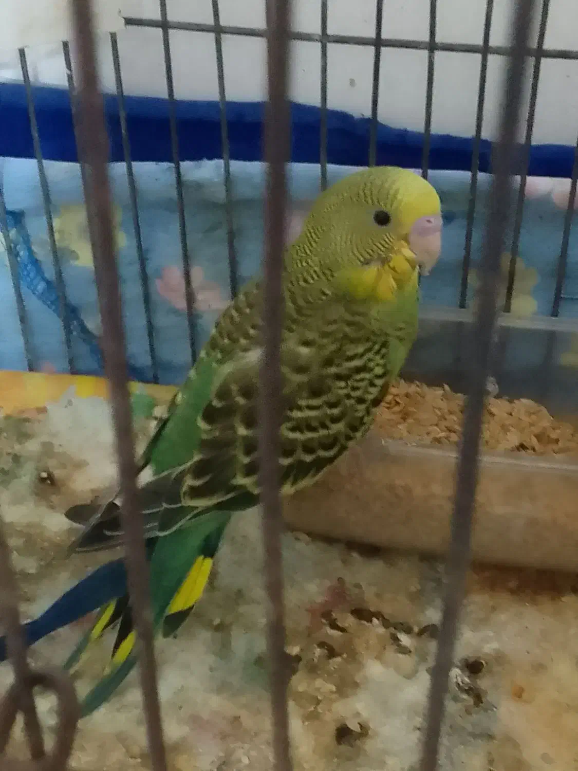 جوجه مرغ عشق|پرنده|زابل, |دیوار