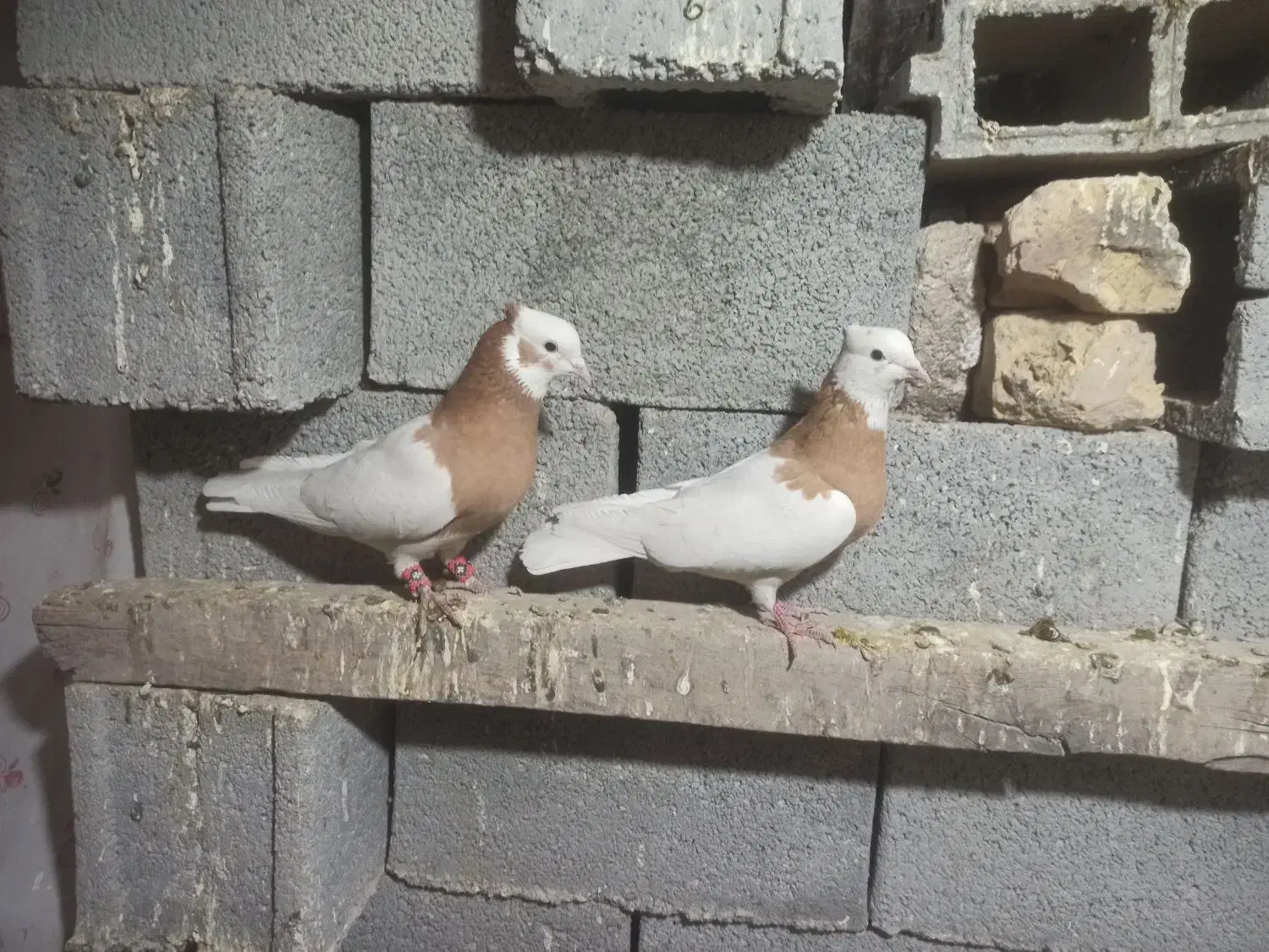 طوقی سپیدان|پرنده|سپیدان, |دیوار