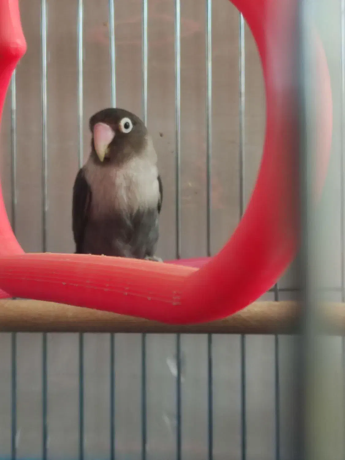 پرنده|پرنده|لنجان, |دیوار