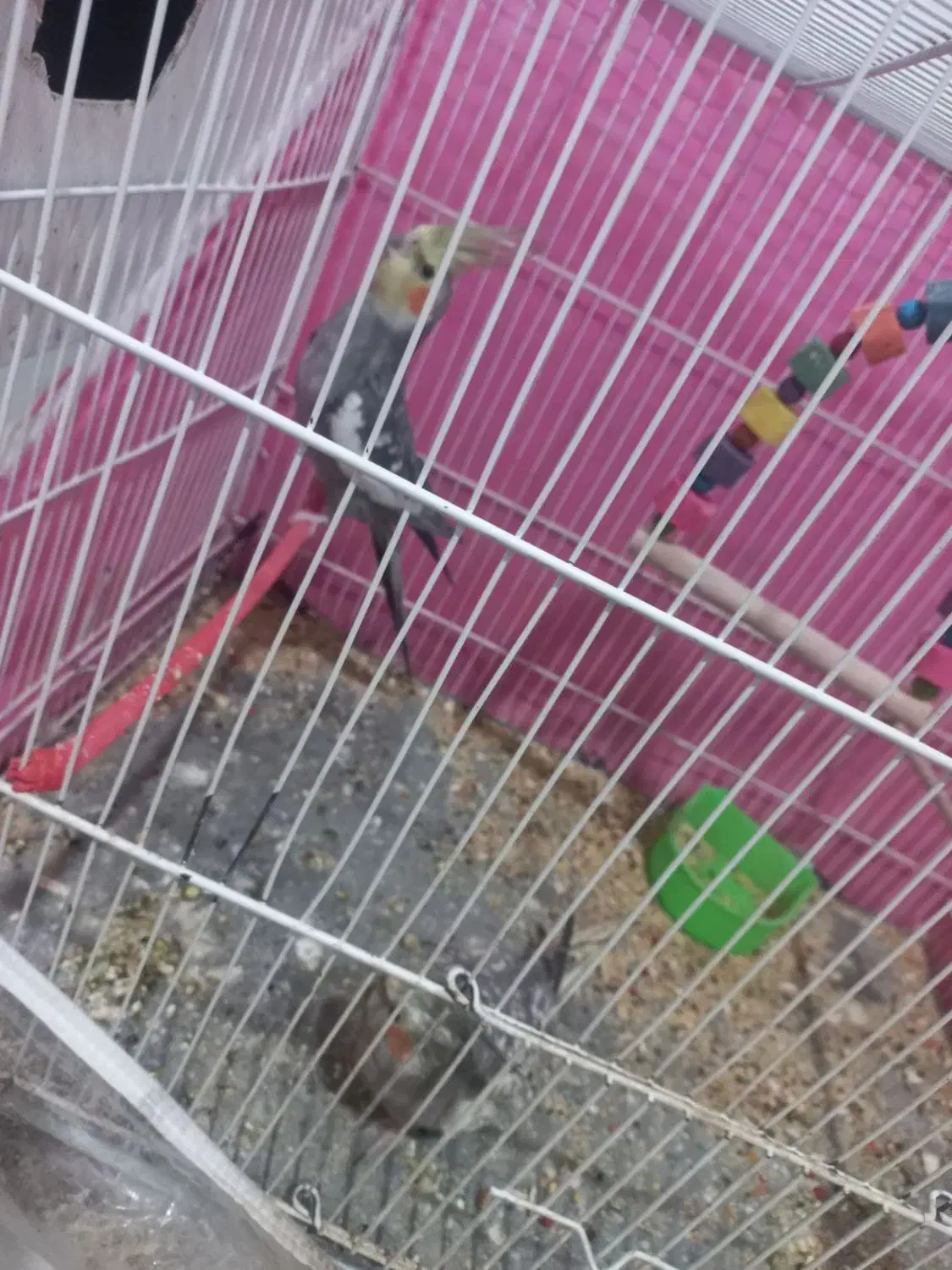 عروس هلندی معاوظه|پرنده|بردسکن, |دیوار