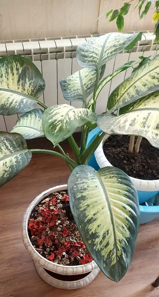 گل دیفن|گل و گیاه طبیعی|کرج, دولت‌آباد|دیوار