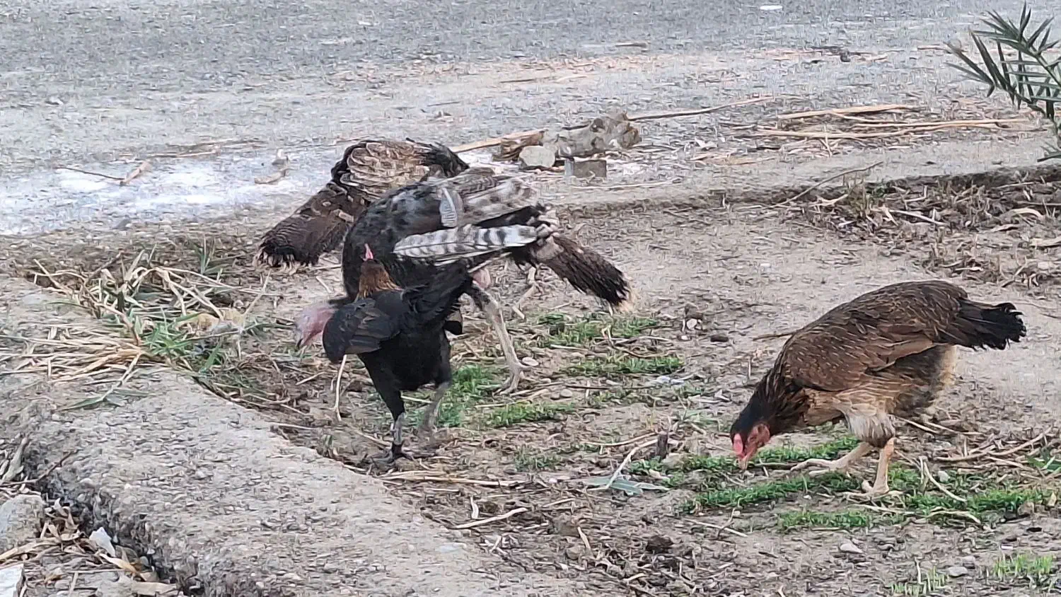 بوقلمون محلی اصل|حیوانات مزرعه|زابل, |دیوار