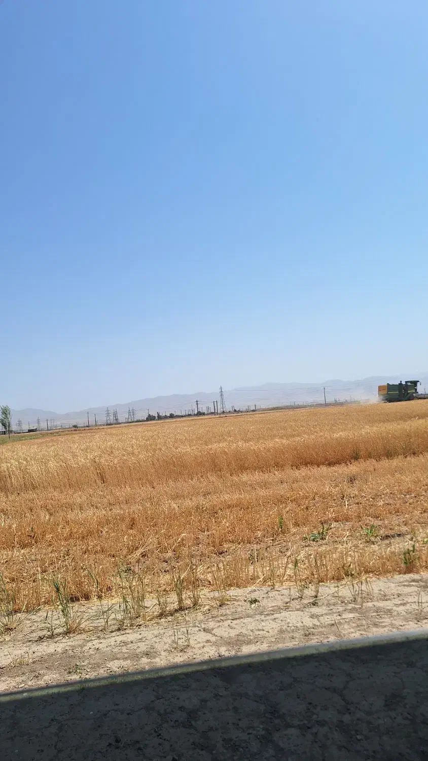 کاه گندم دیمی|لوازم جانبی حیوانات|سلطانیه, |دیوار