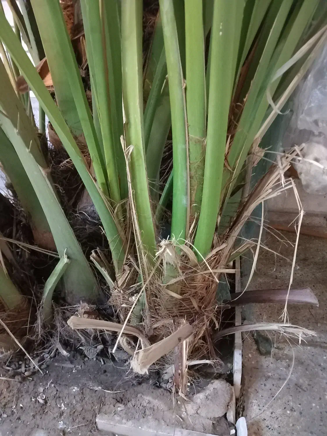 بچه برحی|گل و گیاه طبیعی|اهواز, سلطانمنش|دیوار