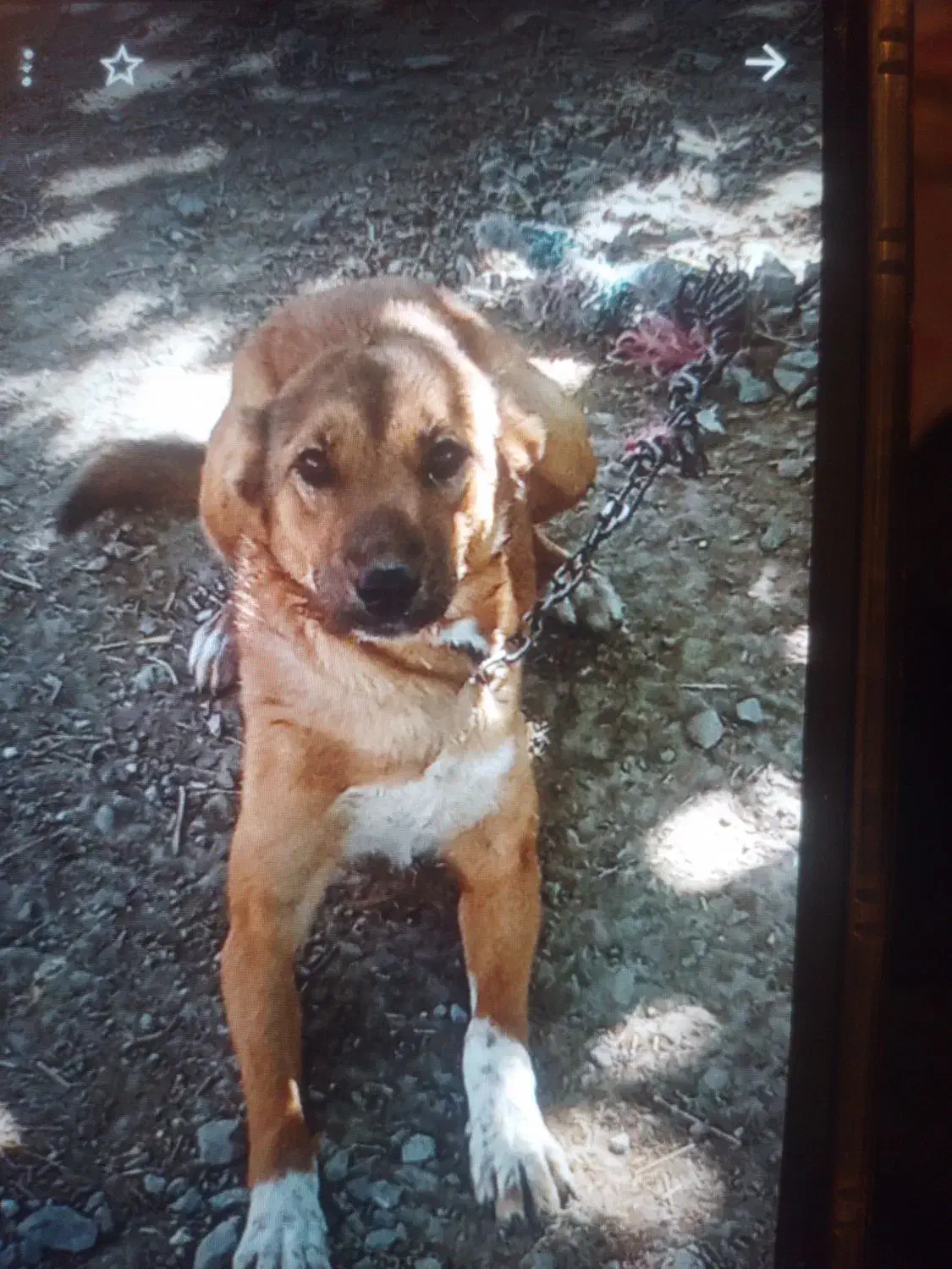 سگ ماده|سگ|اردبیل, |دیوار