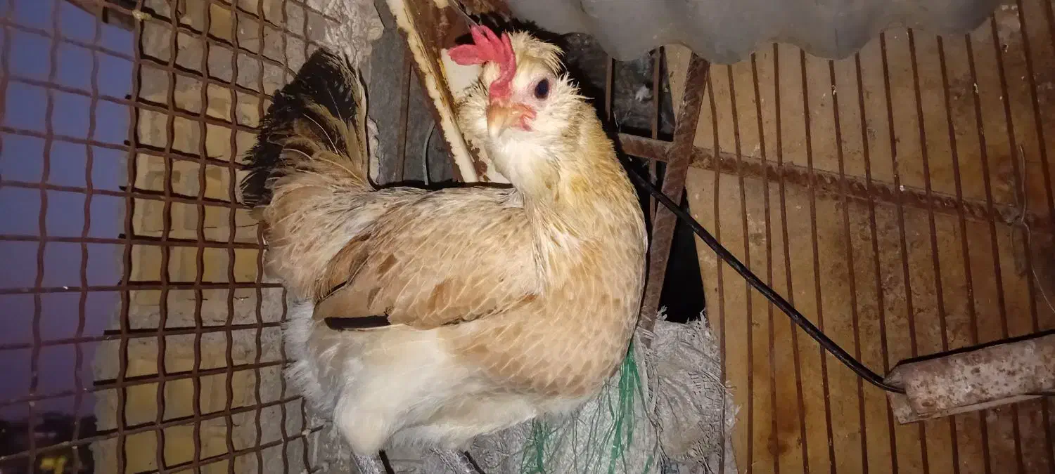 تخم مرغ|حیوانات مزرعه|شوشتر, |دیوار