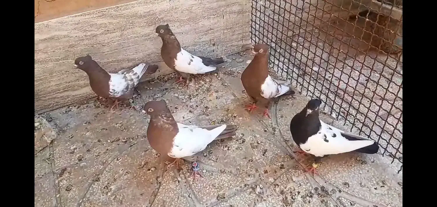 کفتر رنگه درشت|پرنده|فردوس (خراسان), |دیوار