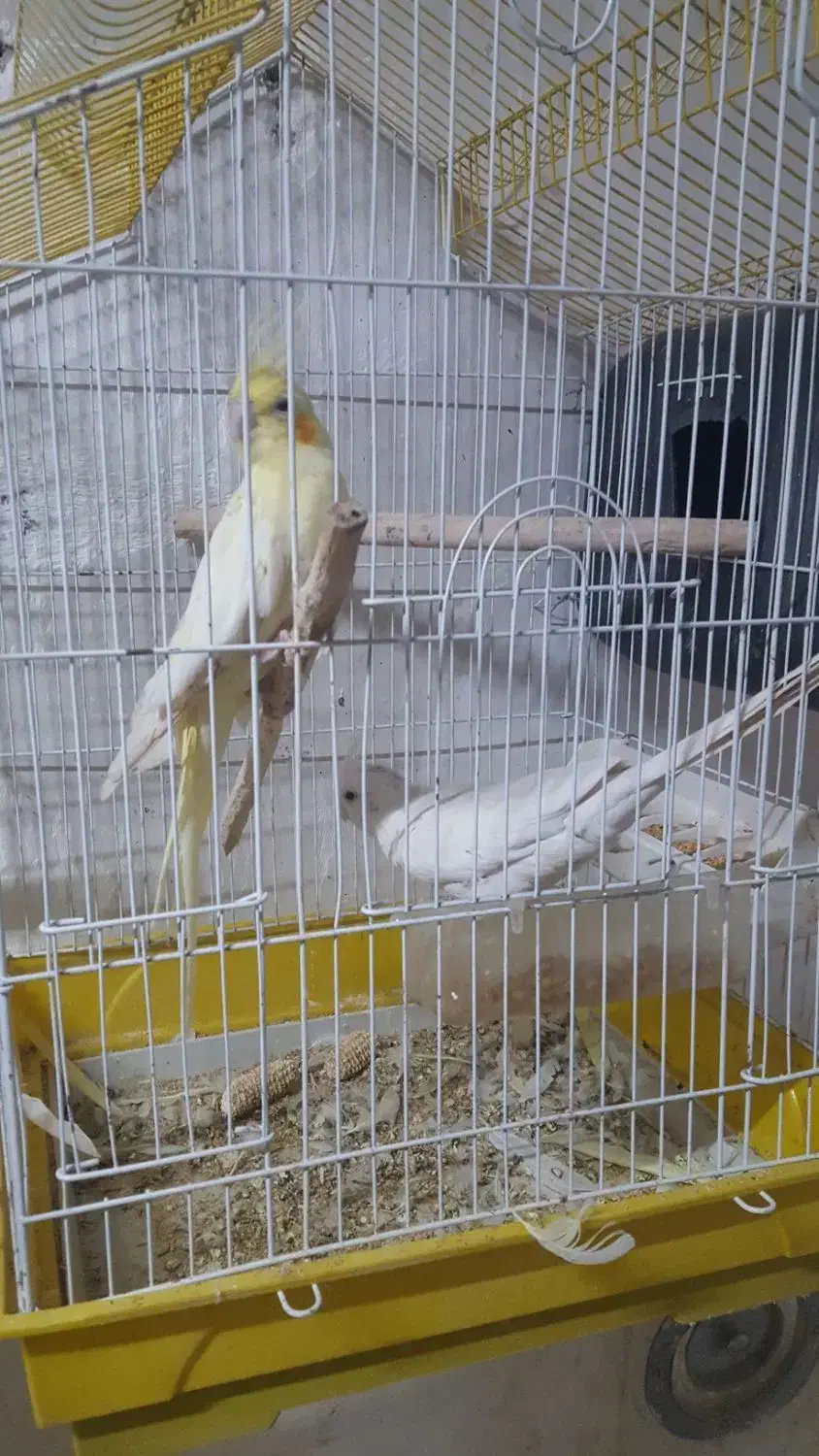 عروس هلندی مولد|پرنده|ارسنجان, |دیوار