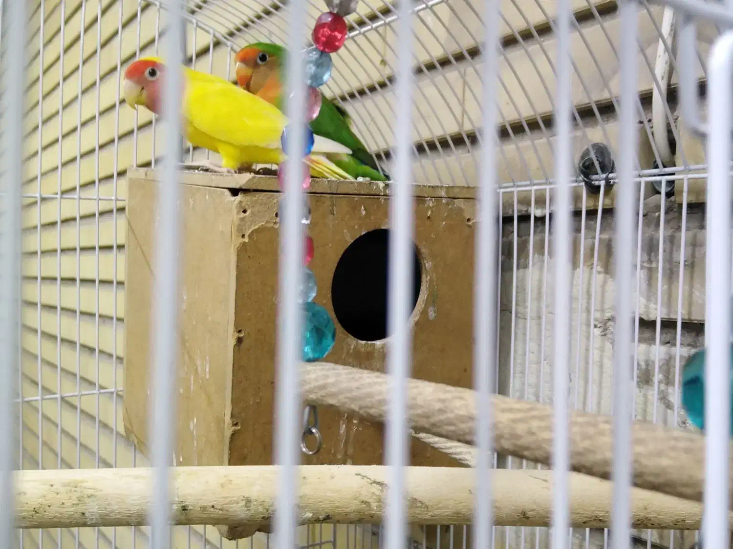 طوطی برزیلی|پرنده|تهران, افسریه شمالی|دیوار