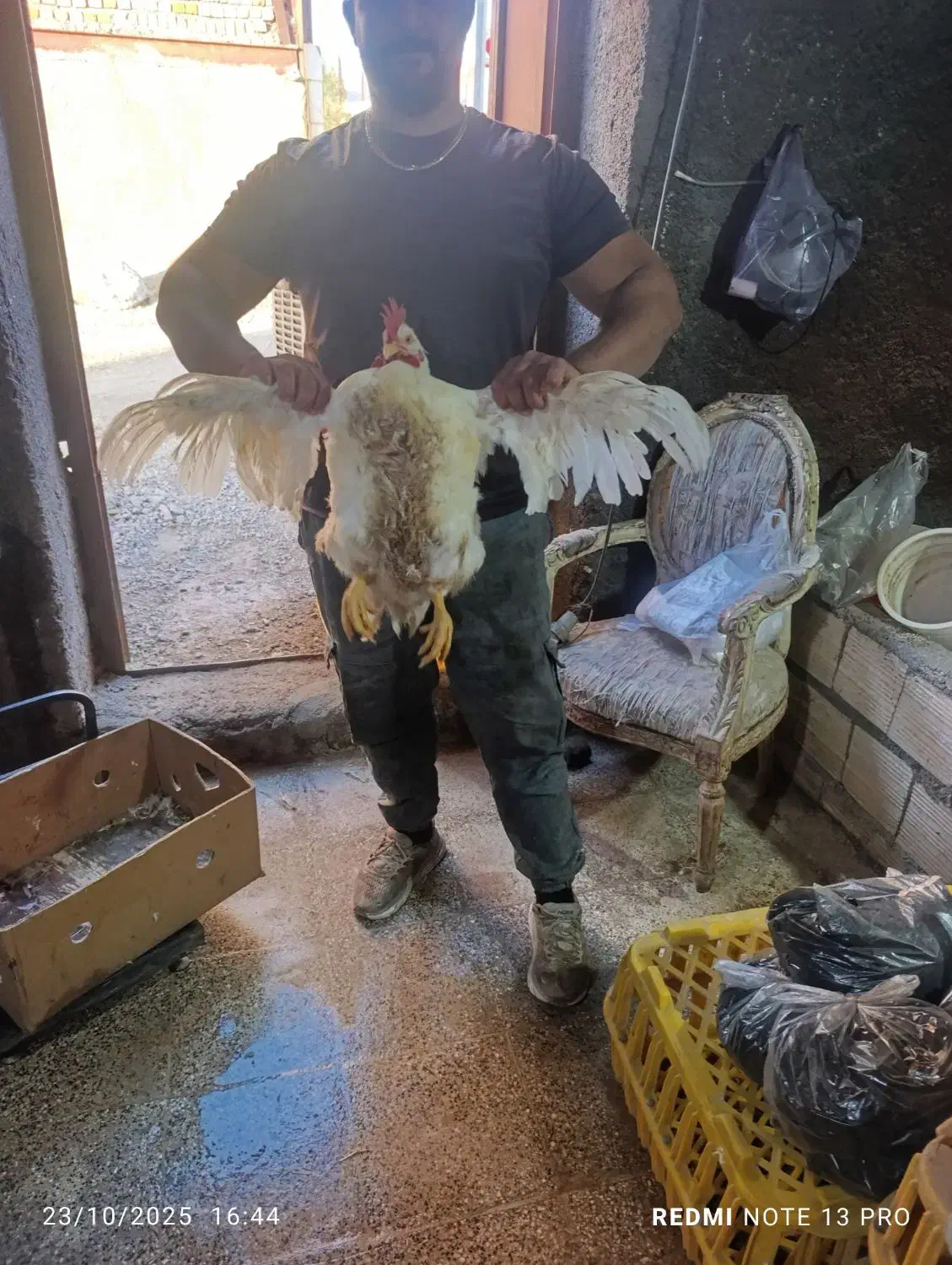 مرغ زنده همراه با پرکنی با بهترین قیمت|حیوانات مزرعه|بیرانوند, |دیوار