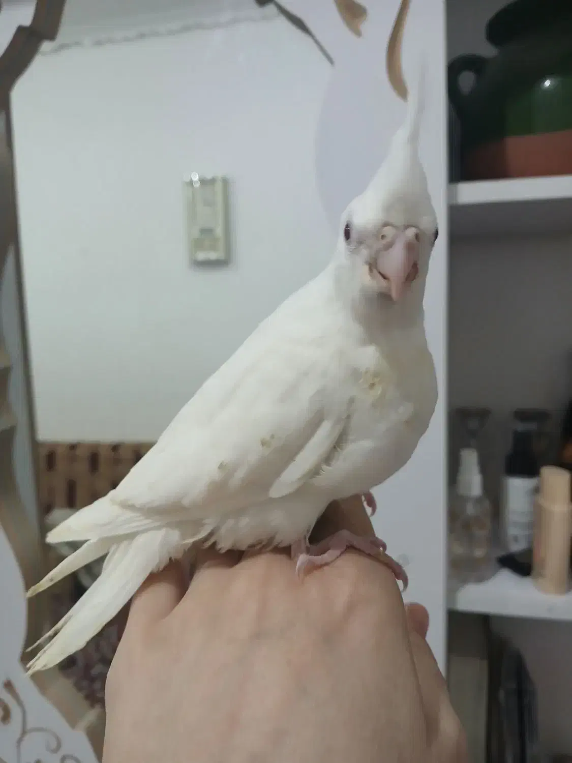 عروس پاریس|پرنده|سوسنگرد, |دیوار