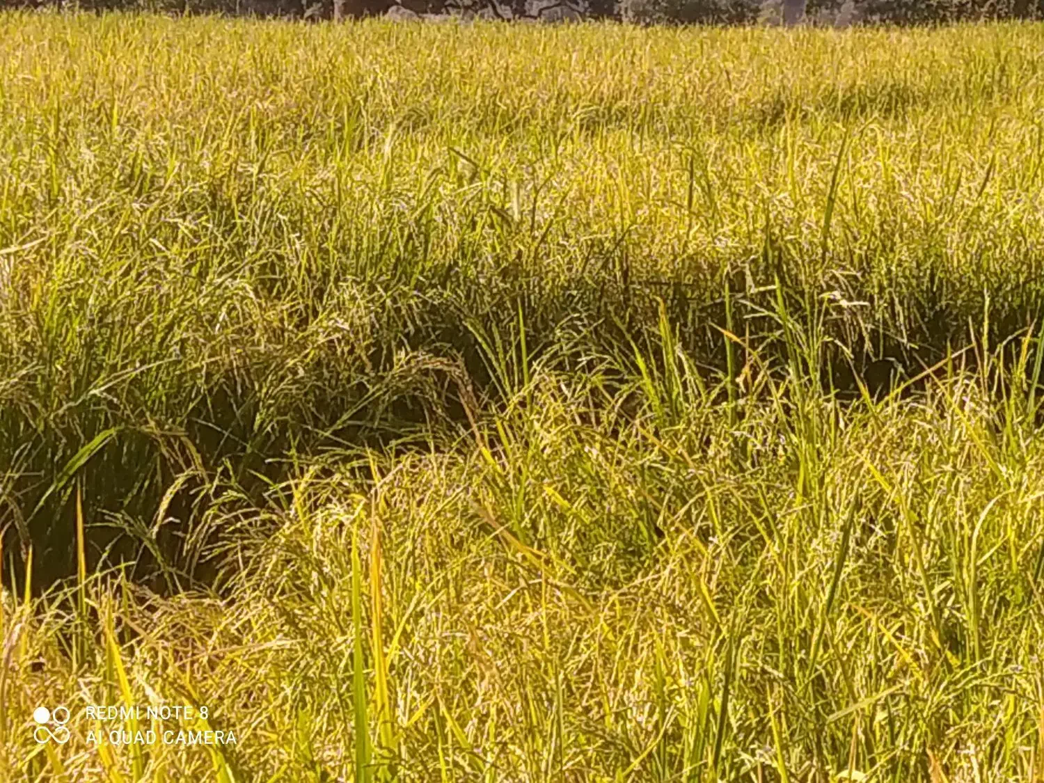 فروش مقداری برنج چلتوک چمپا حیدرآباد لوداب|خوردنی و آشامیدنی|لوداب, |دیوار