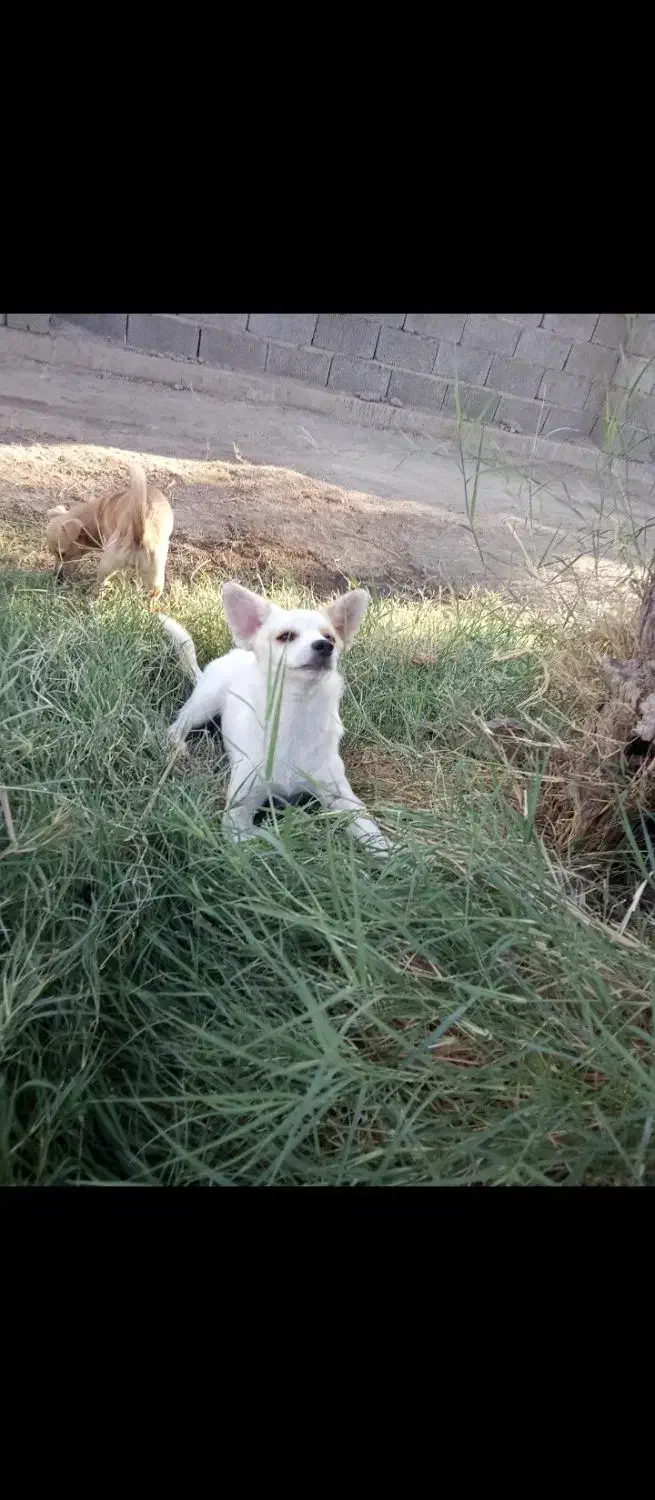 سگ پاکوتاه خوشگل و بازیگوش|سگ|بلوک, |دیوار