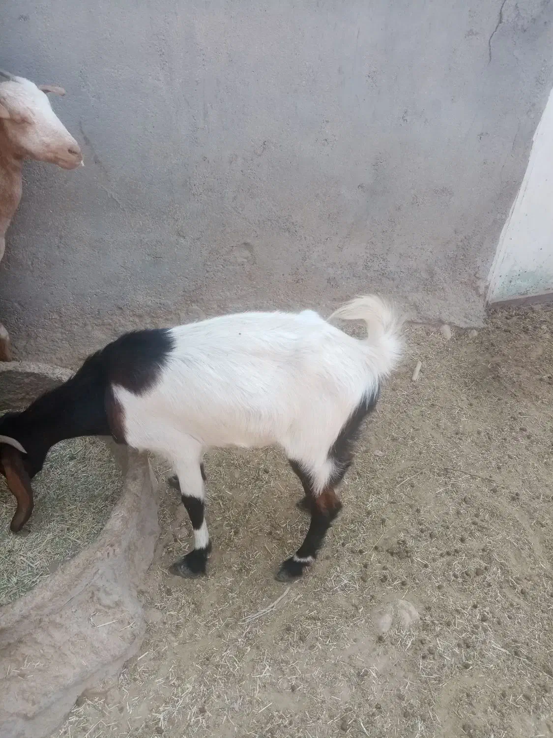 بز و کهره|حیوانات مزرعه|لامرد, |دیوار