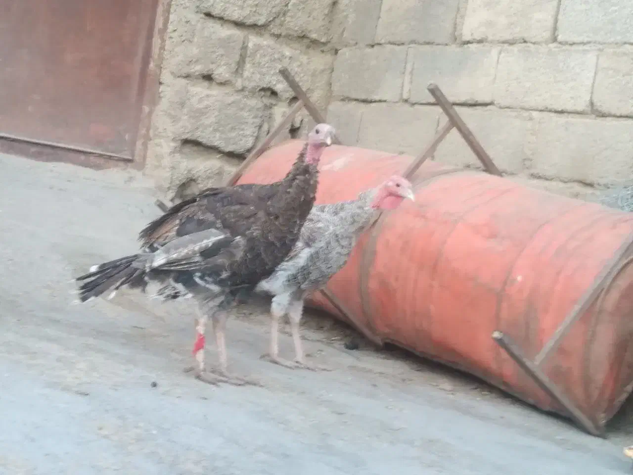 بوق دو نر یک ماده|حیوانات مزرعه|سیوان, |دیوار