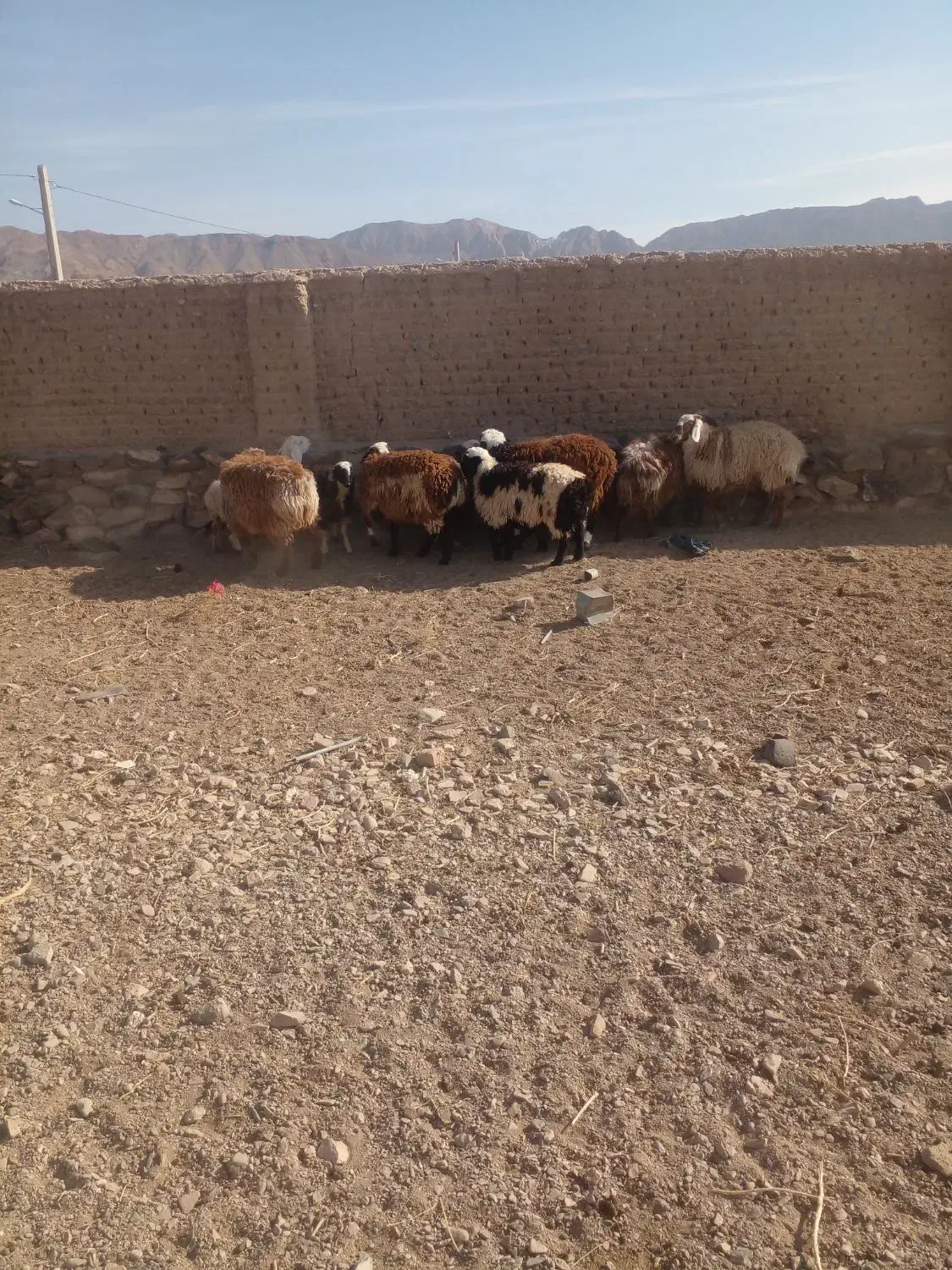 بره نر و ماده سفت چاق گوشتی|حیوانات مزرعه|درمیان, |دیوار