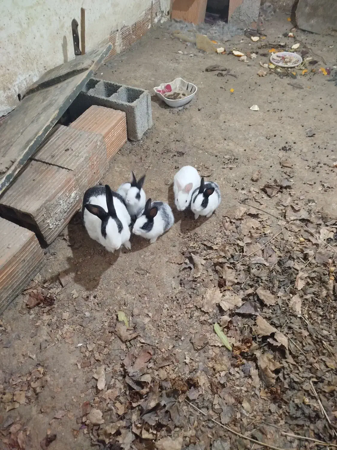 خرگوش ناز سالم|موش و خرگوش|آزادشهر, |دیوار