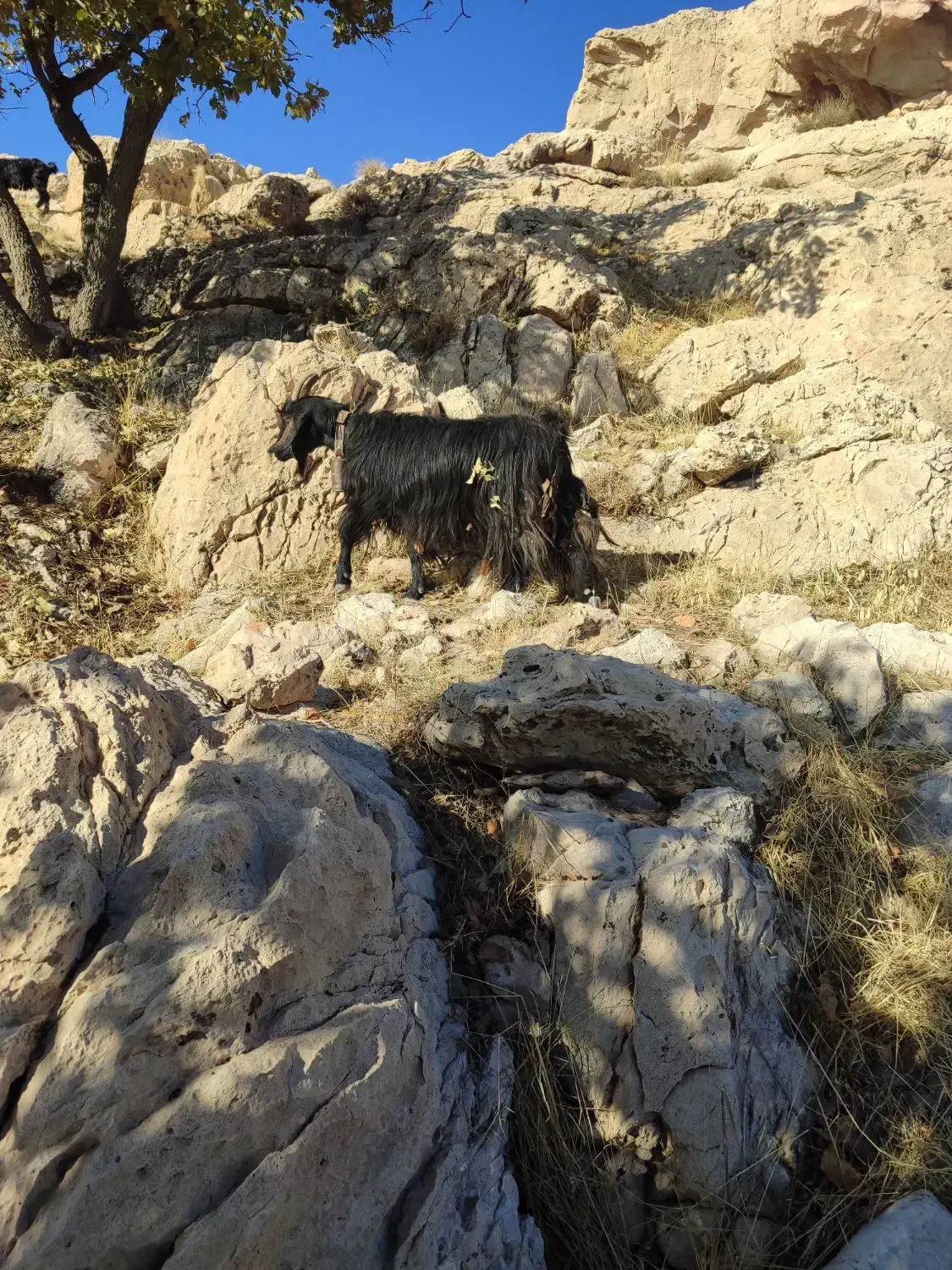 سی راس بز جوان|حیوانات مزرعه|اندیمشک, |دیوار