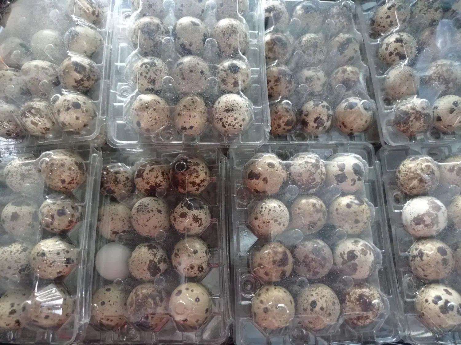 تخم بلدرچین کاملا اورگانیک|خوردنی و آشامیدنی|کهریزک, |دیوار