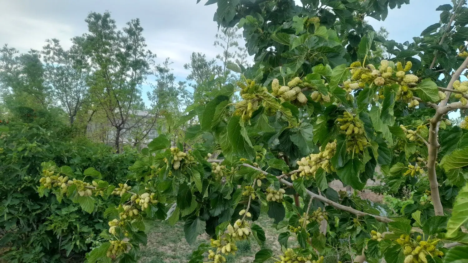 تصویر 4