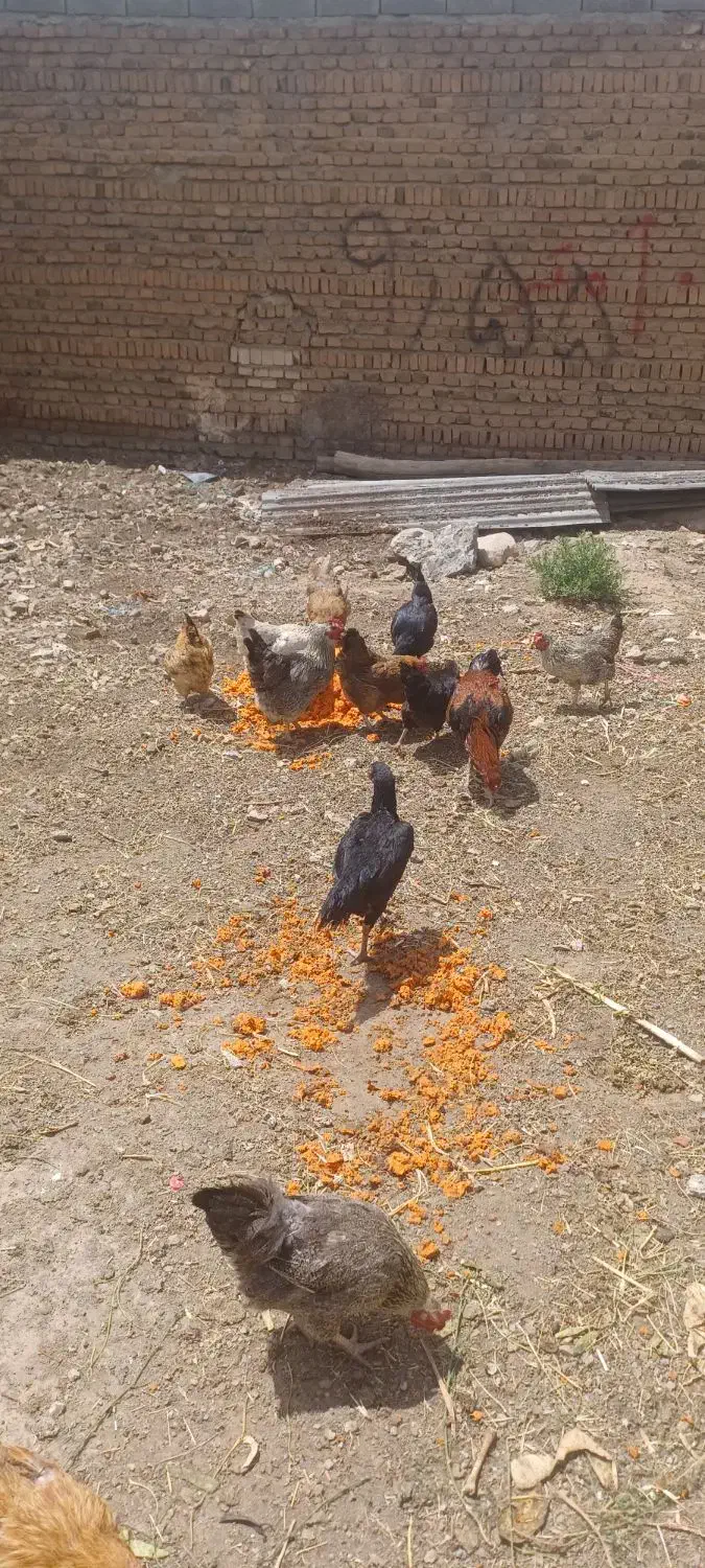 مرغ وخروس|حیوانات مزرعه|صوفیان, |دیوار