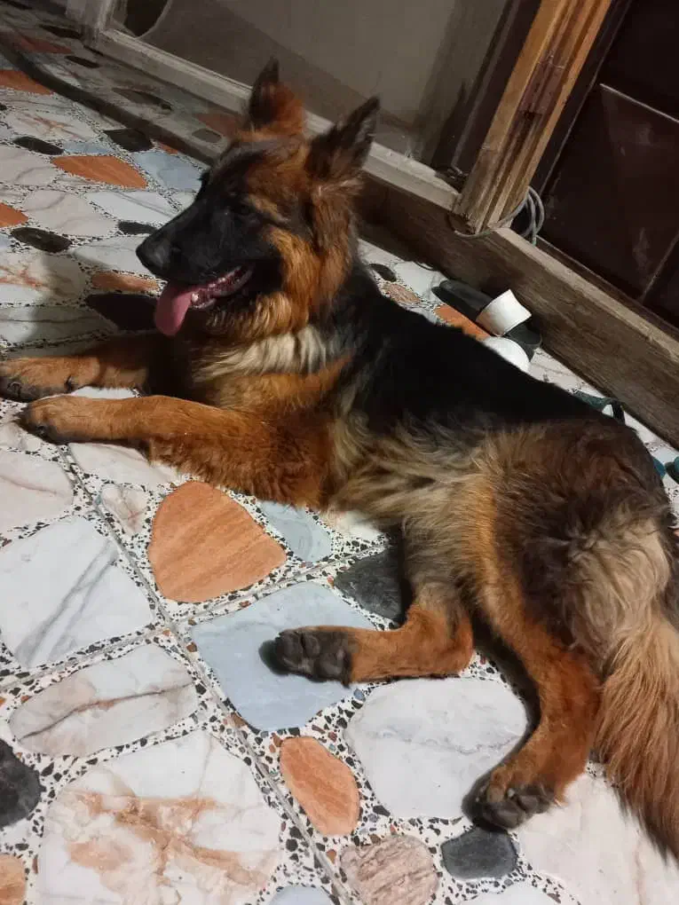 سگ ژرمن|سگ|خرمشهر, |دیوار