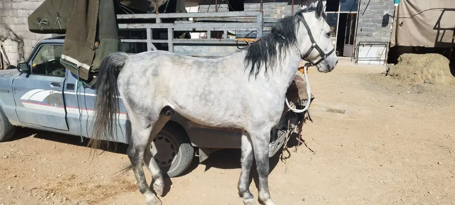 اسب|اسب و تجهیزات اسب‌سواری|اصفهان, زیار|دیوار