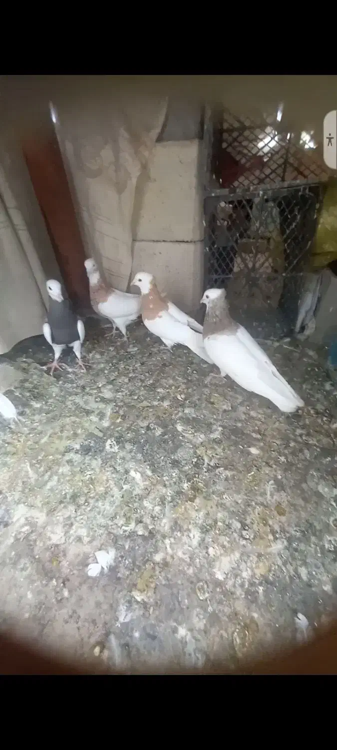 کبوتر طوقی|پرنده|نورآباد ممسنی, |دیوار