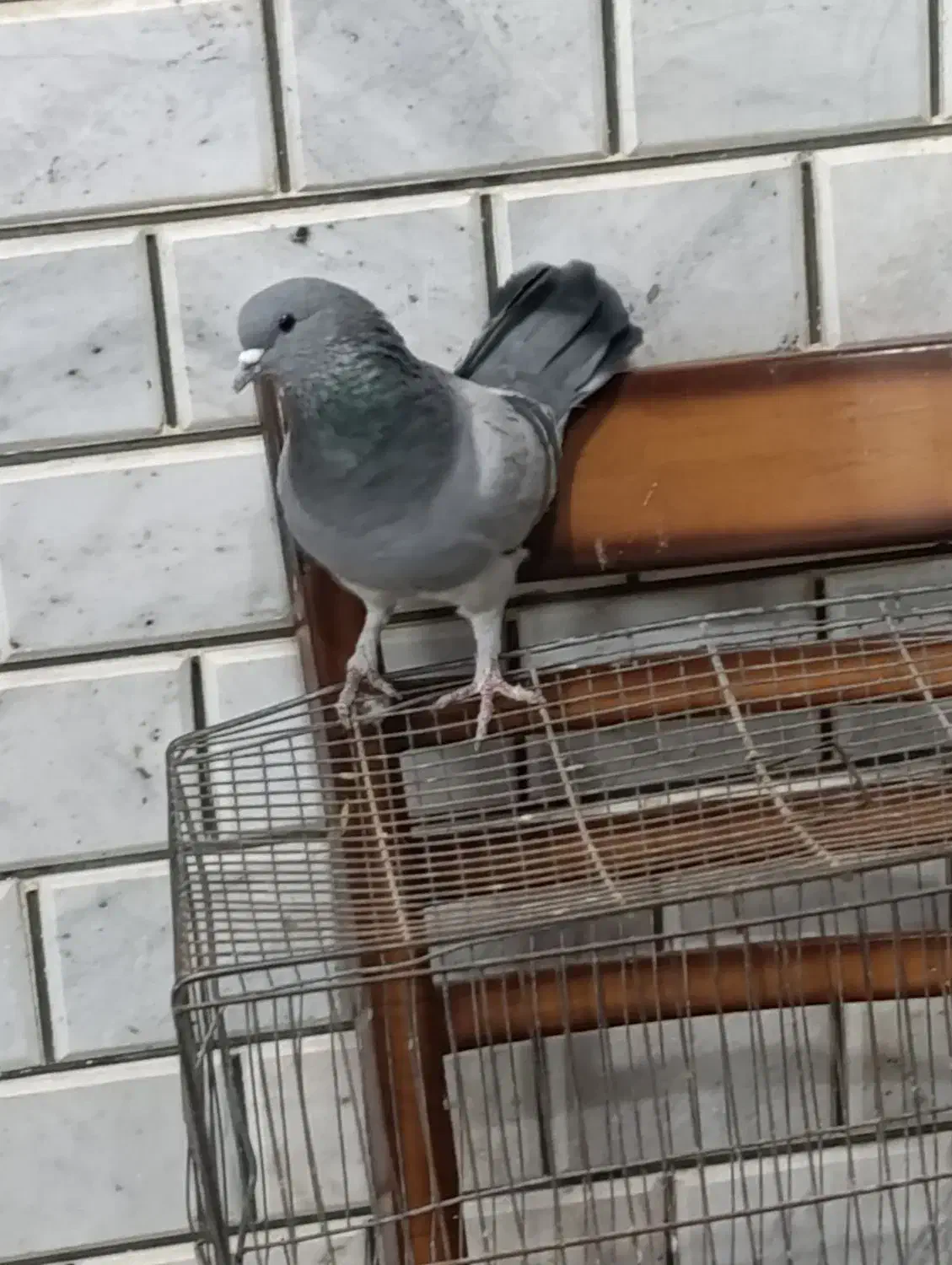 پرنده،کبوتر|پرنده|خمینی‌شهر, |دیوار