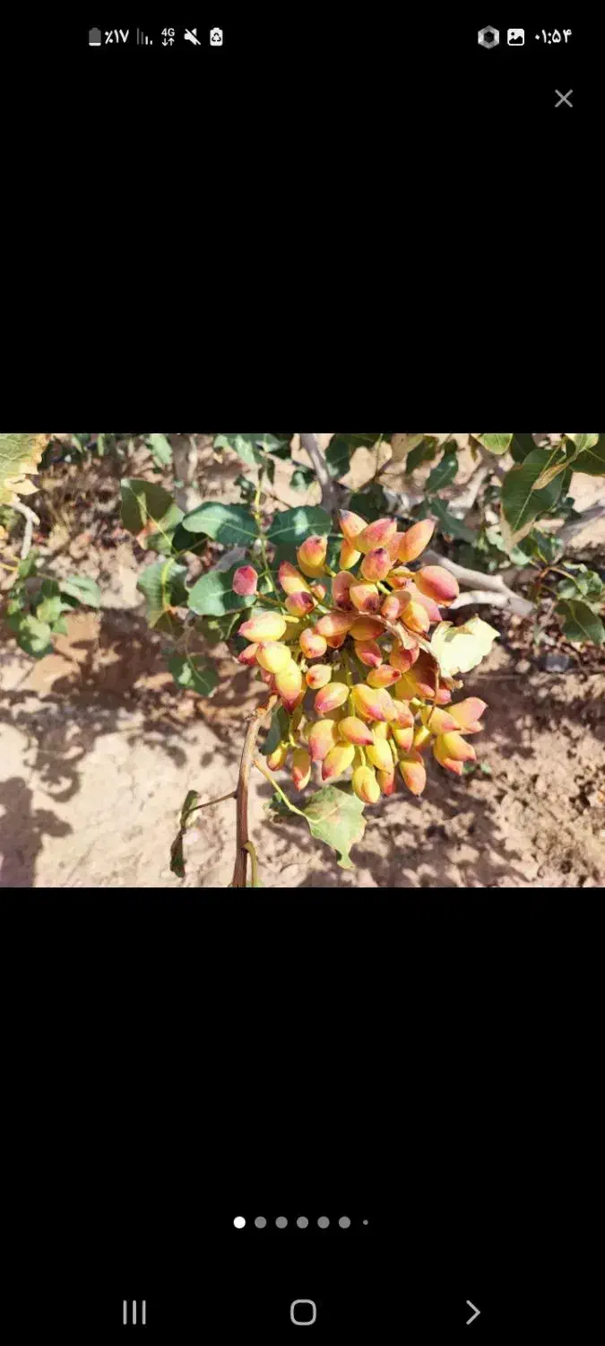 باغ پسته|فروش زمین و ملک کلنگی|تربت‌حیدریه, حاجی یار‎|دیوار