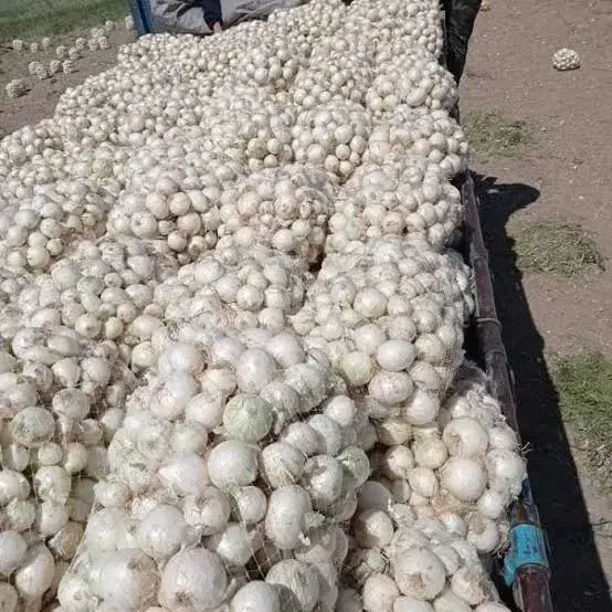 پیاز سفید و زرد فقط سر زمین|عمده‌فروشی|داران, |دیوار