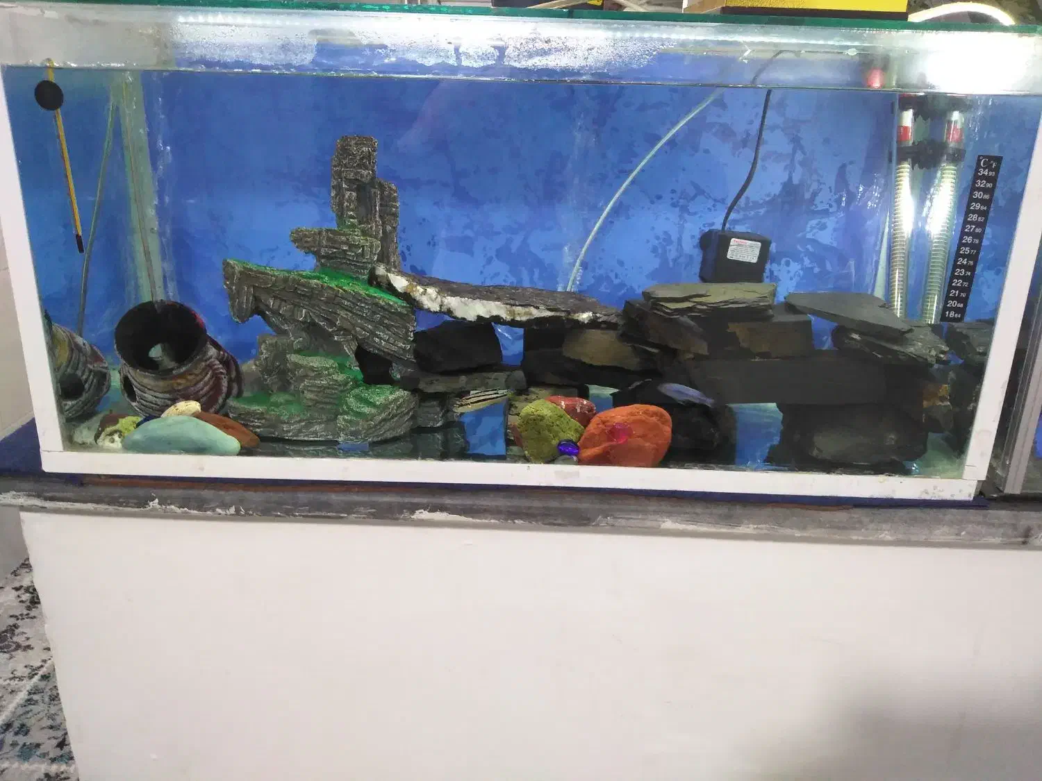 اکواریم و ماهی|ماهی|دیواندره, |دیوار