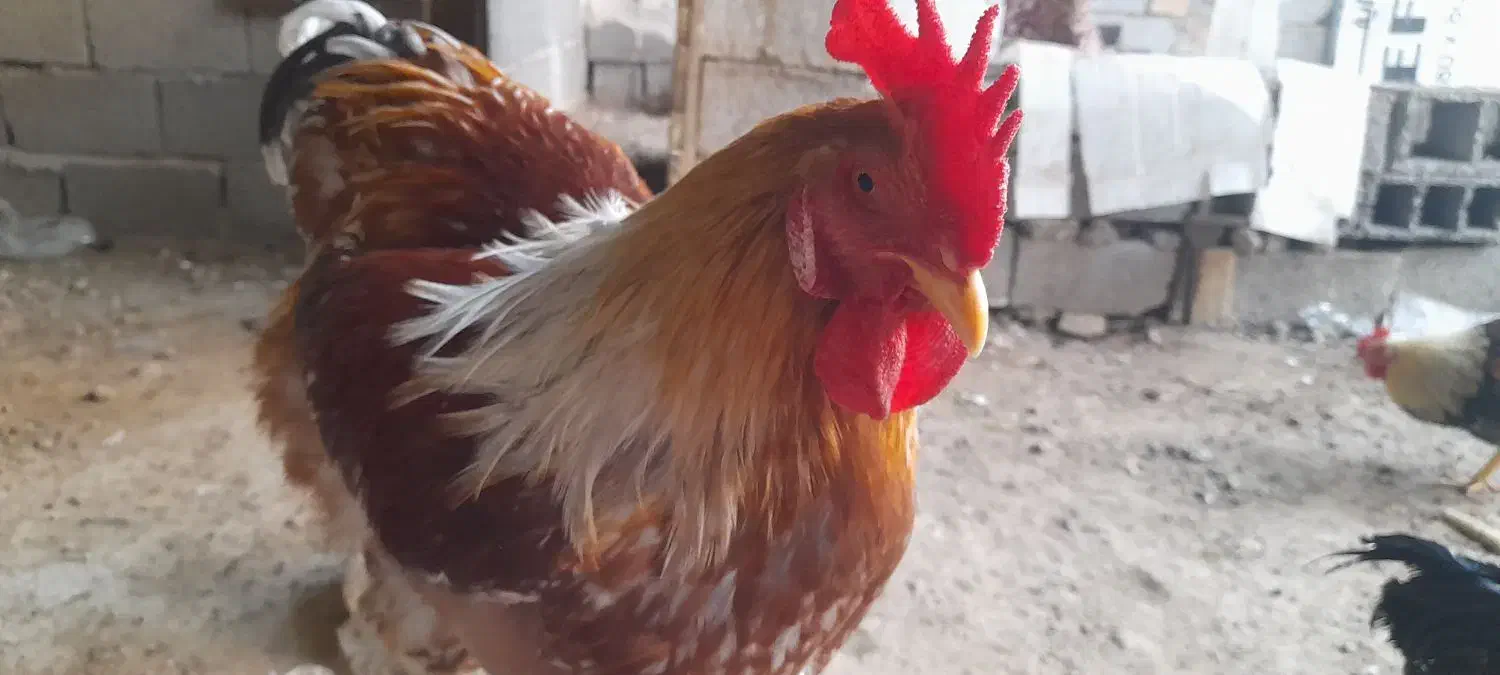 برهما|حیوانات مزرعه|مشگین شهر, |دیوار