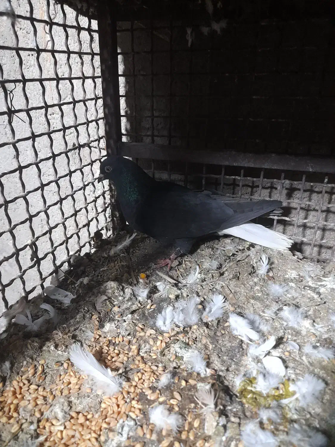 کفتر|پرنده|بم, |دیوار