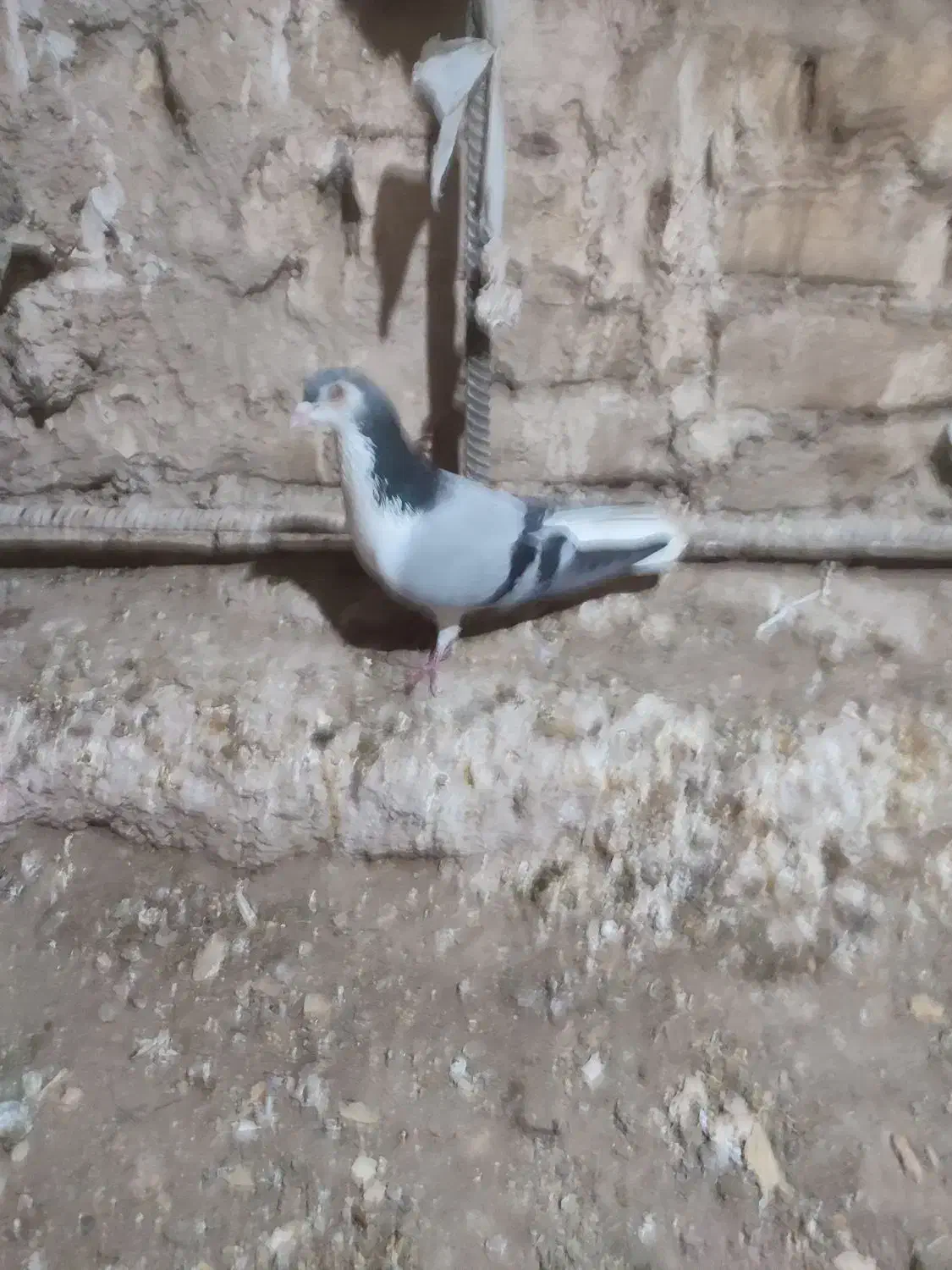 نر بدرنگ دستگردی|پرنده|اصفهان, کشاورزی|دیوار