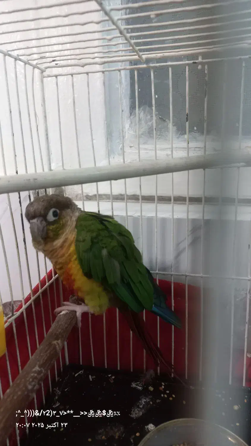 طوطی گرینچیک|پرنده|اسلامشهر, شهرک مهدیه|دیوار