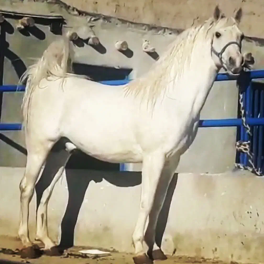 سیلمی ترک خالص|اسب و تجهیزات اسبسواری|مبارکه, |دیوار