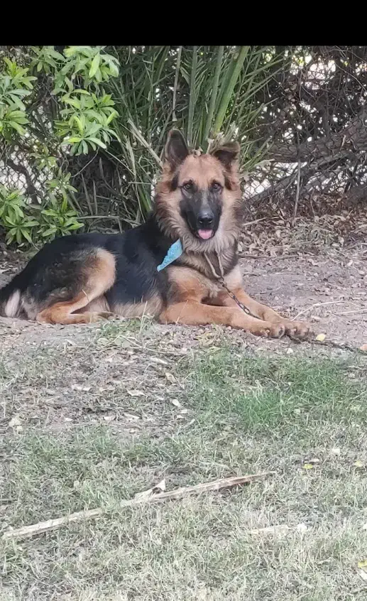 ژرمن|سگ|شوش, |دیوار