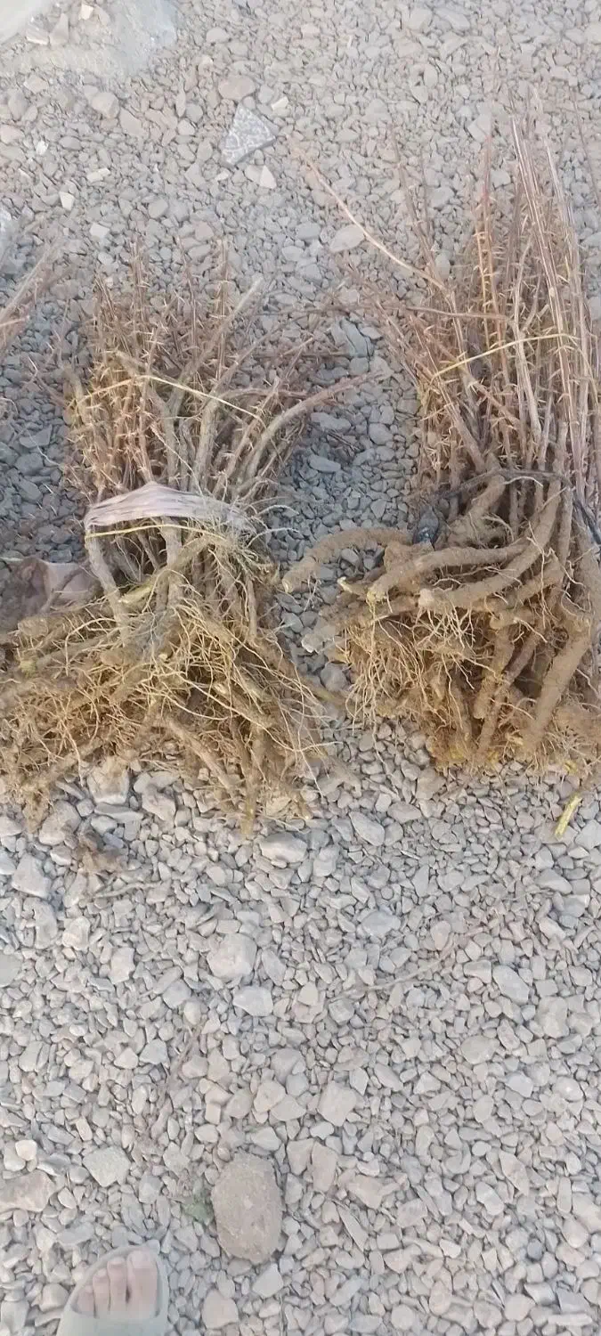 فروش وارسال نهال زرشک وعناب به سراسر کشور|خدمات باغبانی و درختکاری|قائن, |دیوار