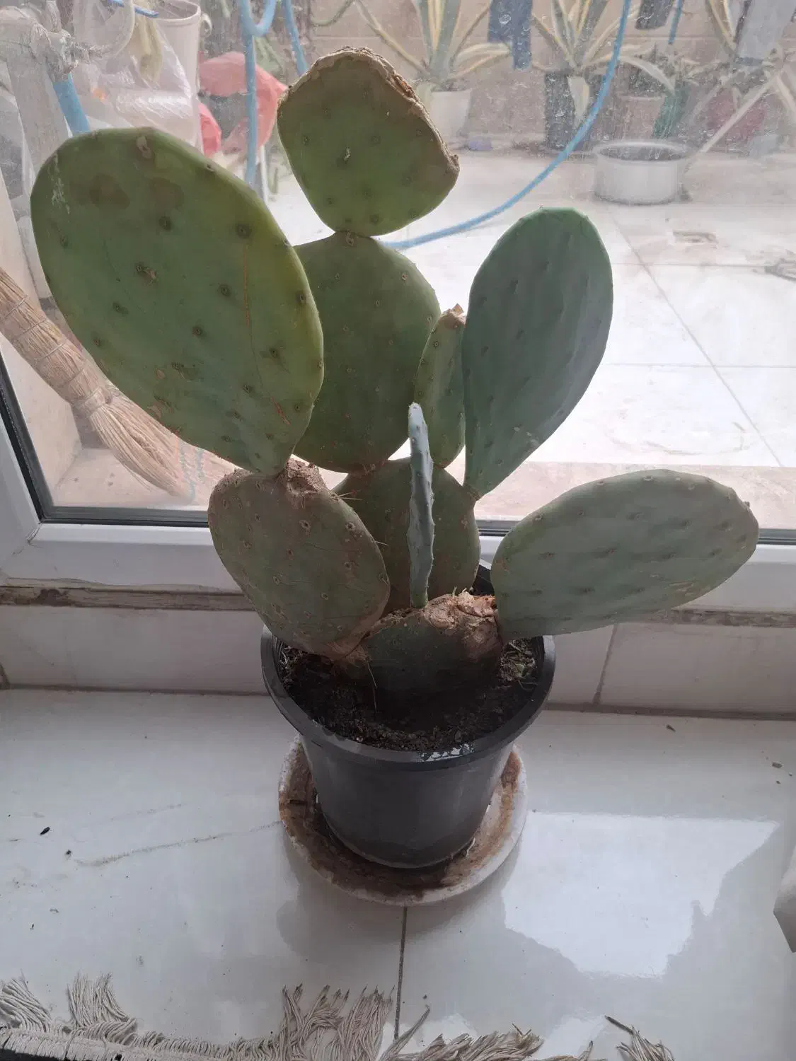 کاکتوس سایز بزرگ|گل و گیاه طبیعی|گرمدره, |دیوار